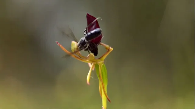 Lo strabiliante mondo delle piante