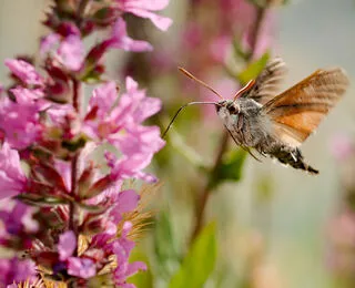Magie Segrete Della Natura
