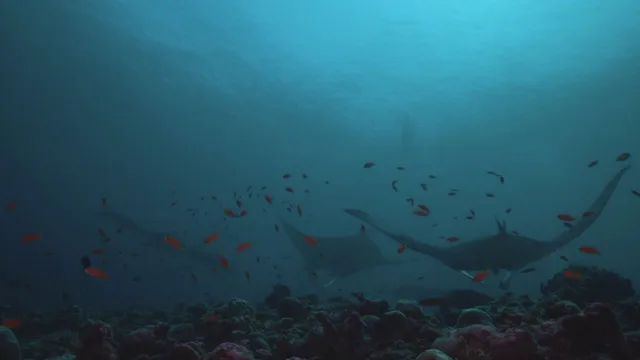 Maldives: Water kingdom of the Indian Ocean