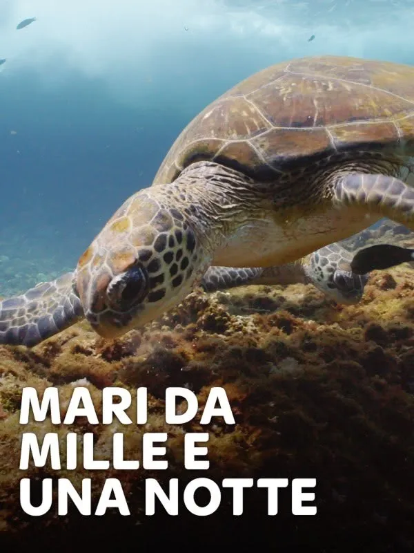 Mari da mille e una notte