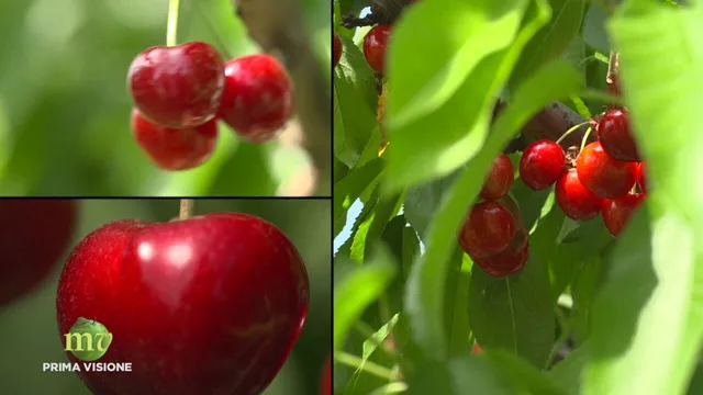Melaverde