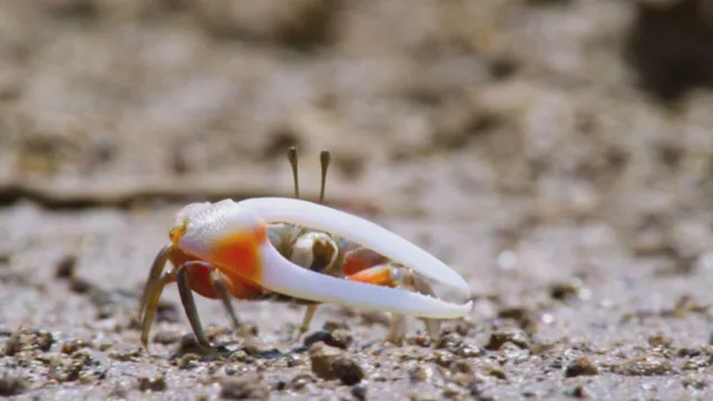 Meraviglie del Pacifico