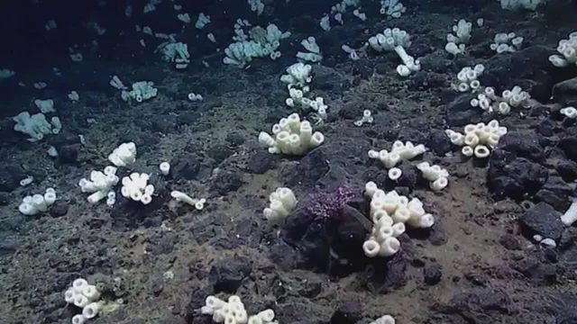 Meraviglie del Pacifico