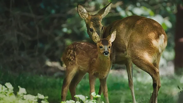 Meraviglie naturali della Danimarca