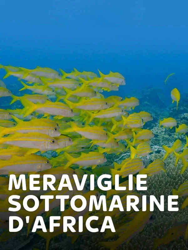 Meraviglie sottomarine d'Africa
