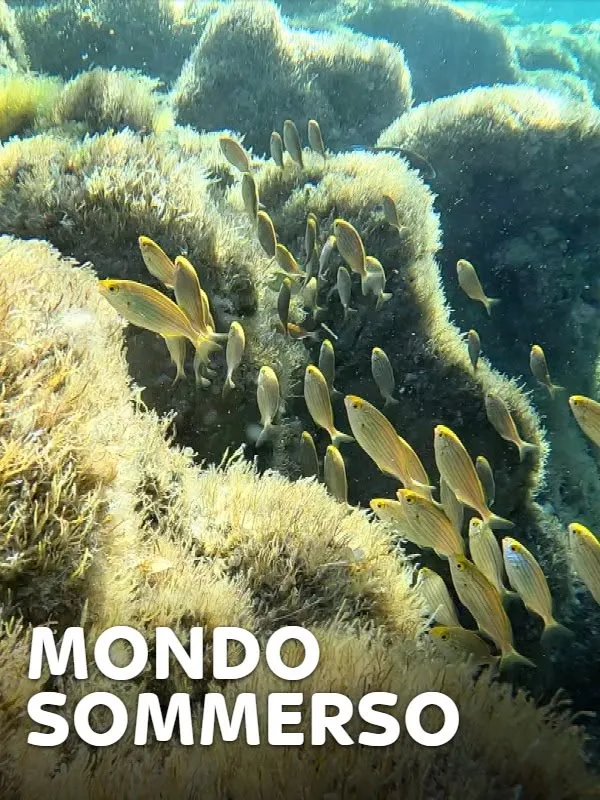 Mondo sommerso 1