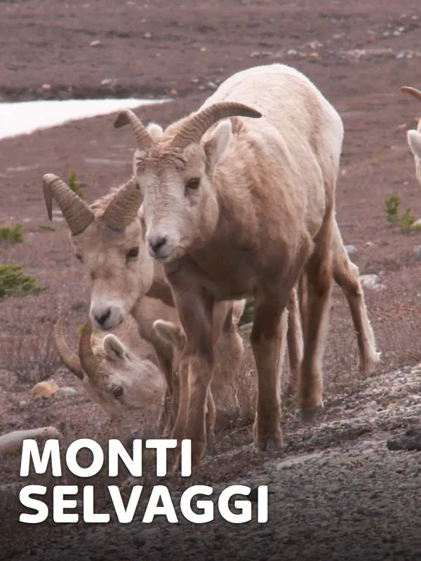 Monti selvaggi