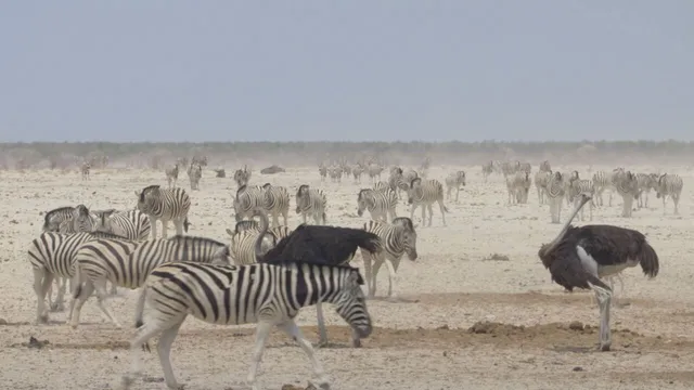 Namibia: la perla d'africa