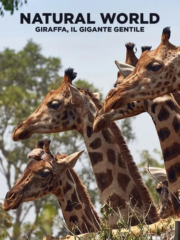 Natural world: Giraffa, il gigante gentile