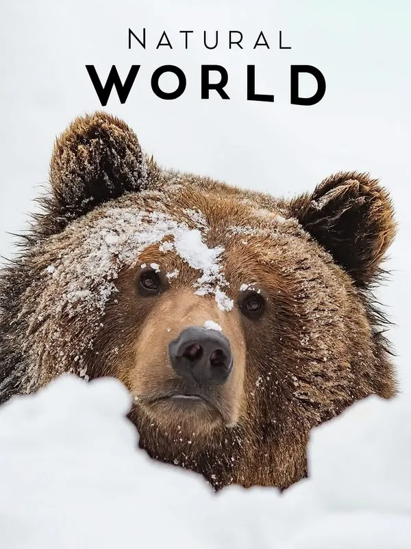 Natural World: Gufi, gli eroi della notte