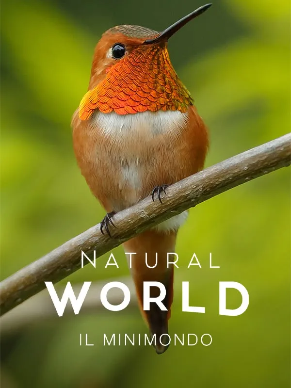 Natural World: Il minimondo