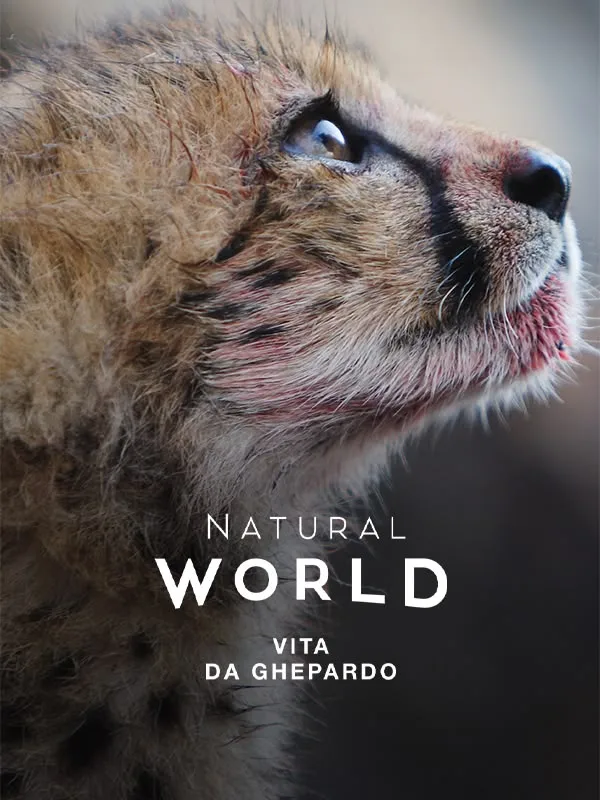 Natural World - Vita Da Ghepardo