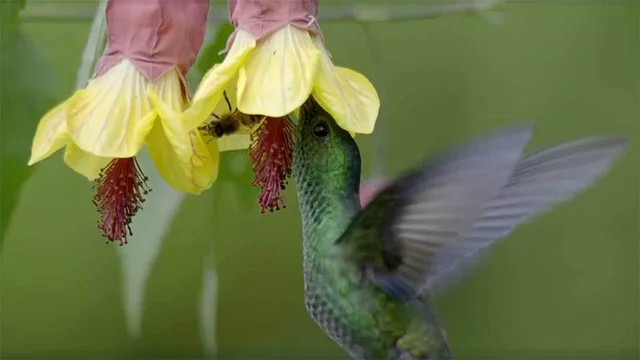 Nel Cuore Selvaggio della Colombia