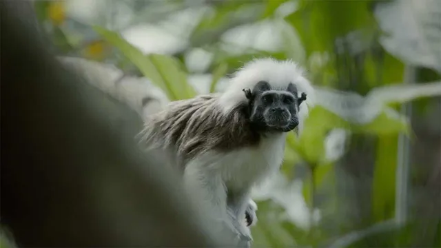 Nel Cuore Selvaggio della Colombia