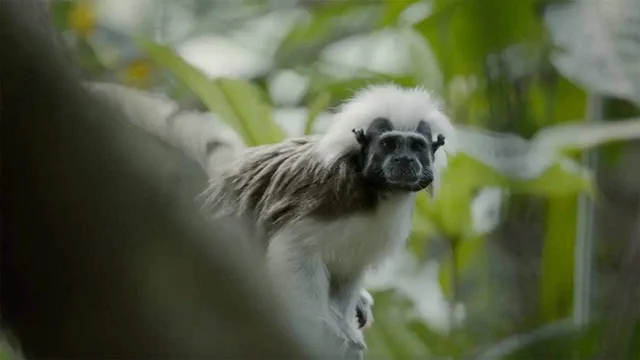 Nel Cuore Selvaggio della Colombia
