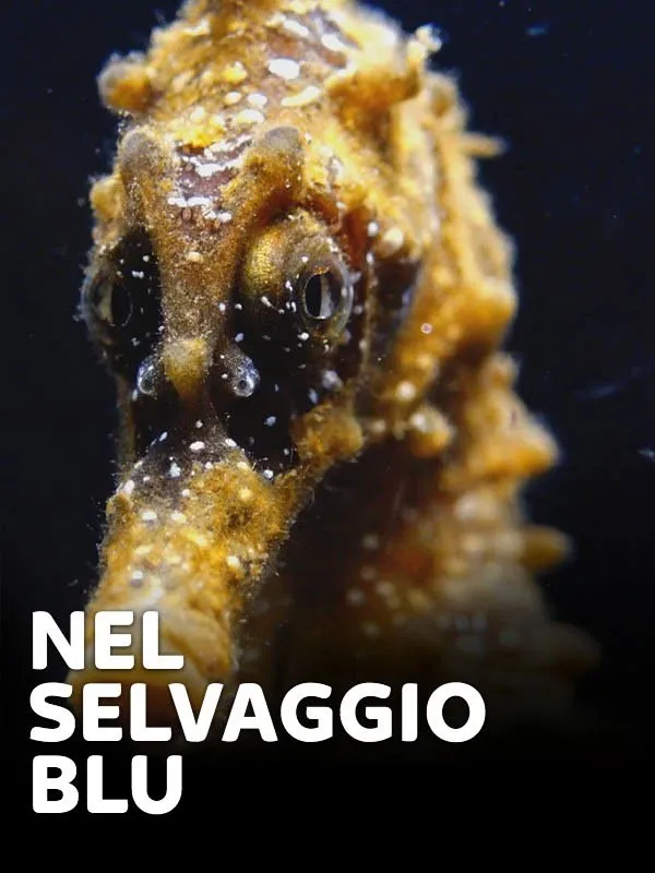Nel selvaggio blu