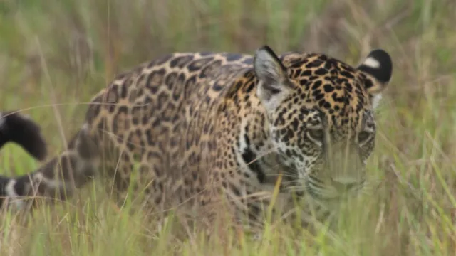 New kids in the wild