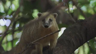 New kids in the wild