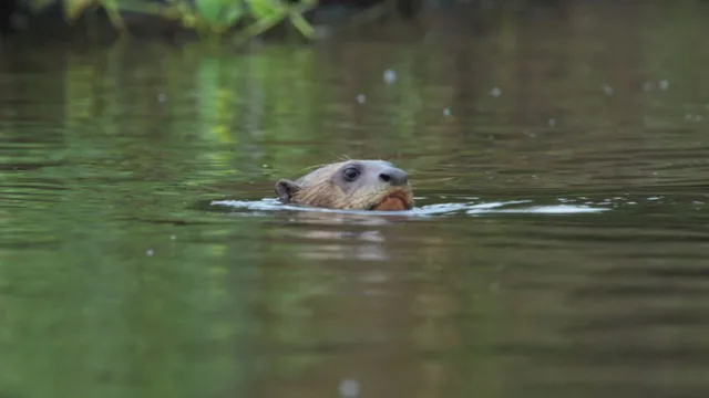 New kids in the wild