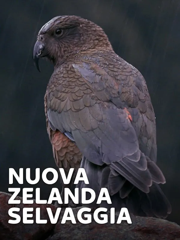 Nuova Zelanda selvaggia