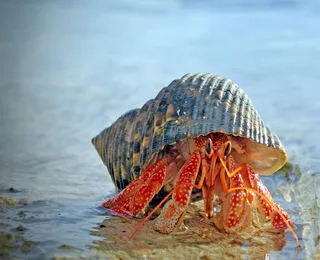 Oceani: Creature Bizzarre