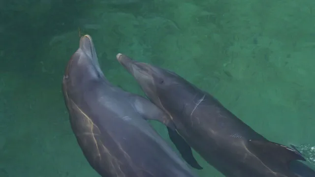 Oceani: Creature bizzarre