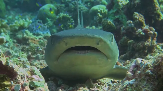 Oceani: creature bizzarre