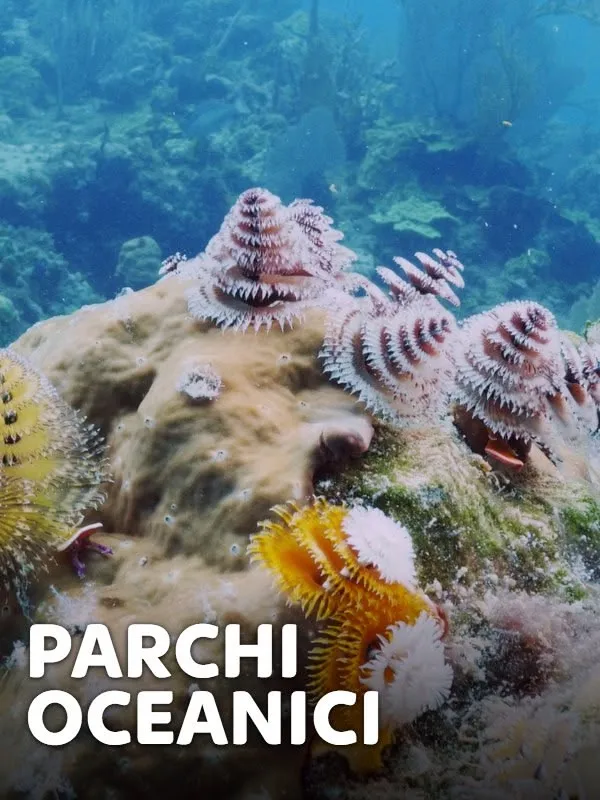 Parchi oceanici