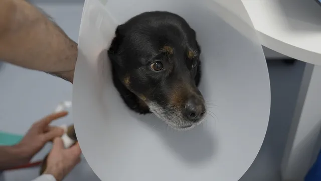 Pet Anatomy - Io e Marley - pt4