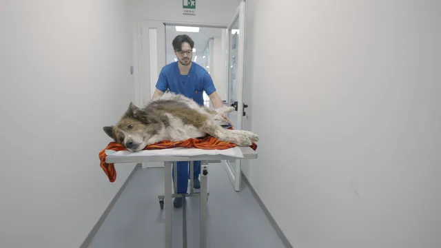 Pet Anatomy - Io per te, tu per me - pt.6