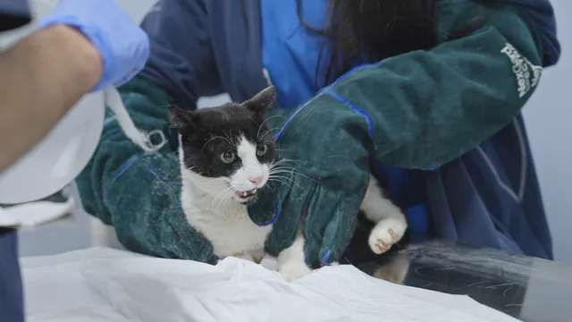 Pet Anatomy - Un "teppista" in corsia - pt.2