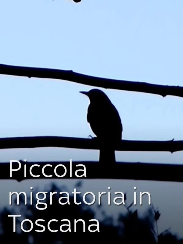 Piccola migratoria in Toscana