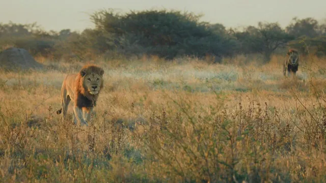 Predatori e prede - L'eterna sfida