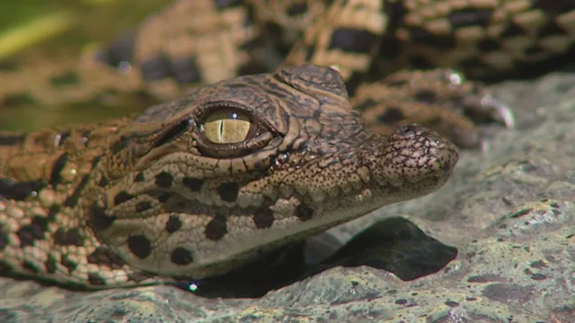 Predatori e prede - L'eterna sfida
