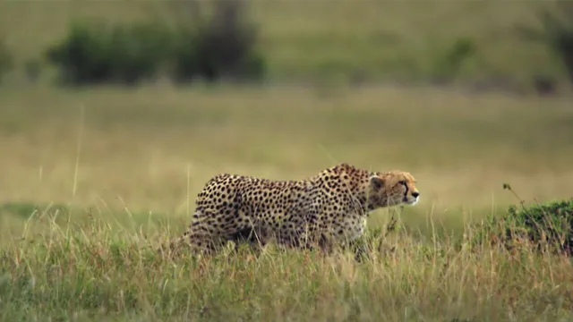 Predatori e prede - L'eterna sfida
