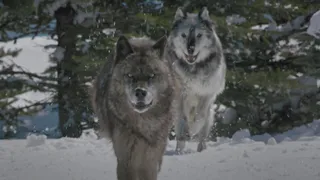 Predatori e prede - L'eterna sfida