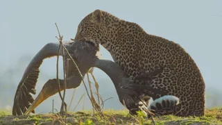Predatori e prede - L'eterna sfida