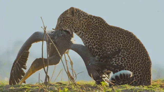 Predatori e prede - L'eterna sfida
