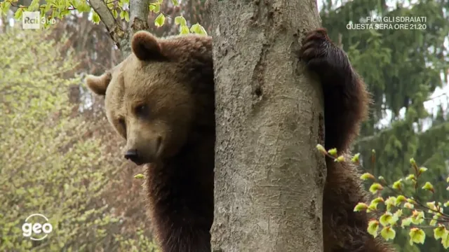 Salviamo l'orso