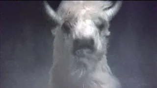 Sfida a White Buffalo