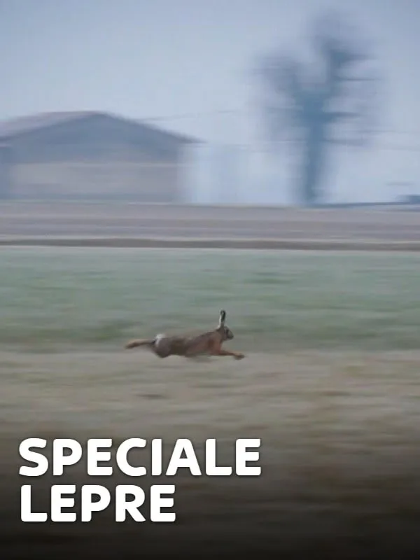 Speciale lepre