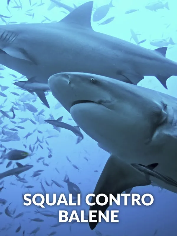 Squali contro Balene