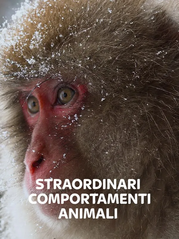 Straordinari Comportamenti Animali
