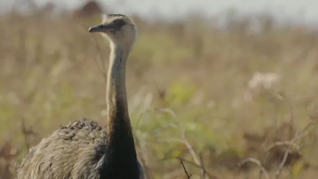 Sud America - Gli animali piu' strani