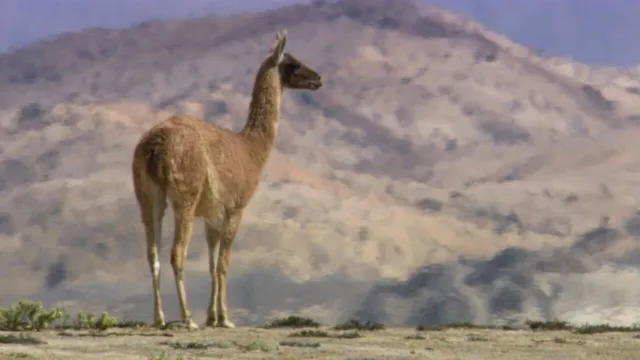 Sud America - Gli animali piu' strani