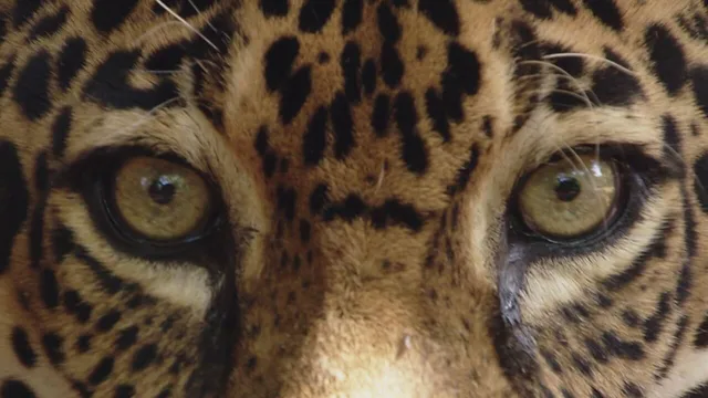 Sud America - Gli animali piu' strani