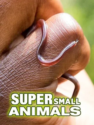 Super Small Animals