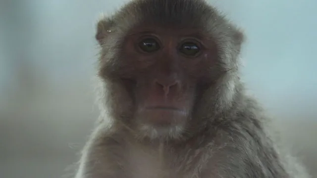 Superconnessi - le reti sociali degli animali