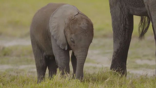 Superconnessi - le reti sociali degli animali