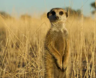 Superconnessi Le Reti Sociali Degli Animali